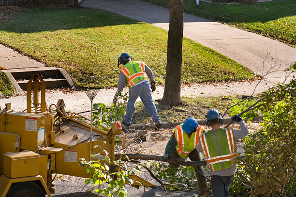 How Our Tree Care Process Works  in Dalzell, SC